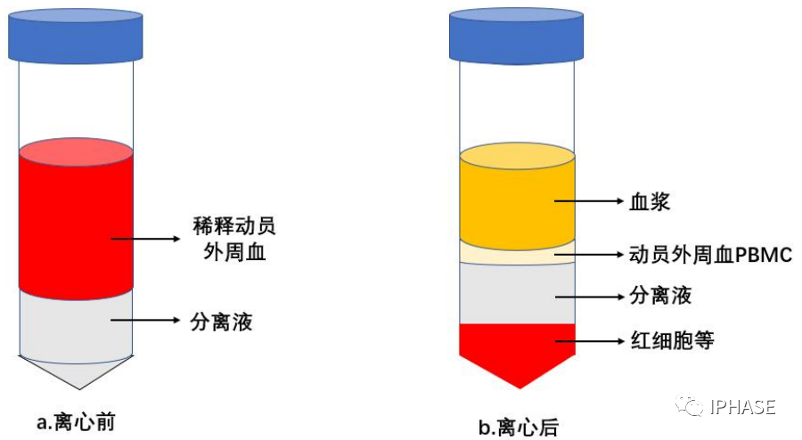 血液离心后分层图片图片