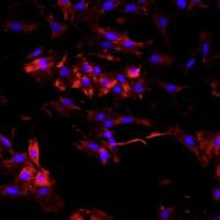 大鼠胃平滑肌细胞