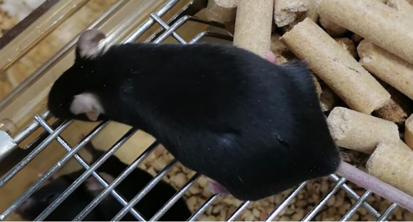 夏天到了，小鼠也会变瘦吗？