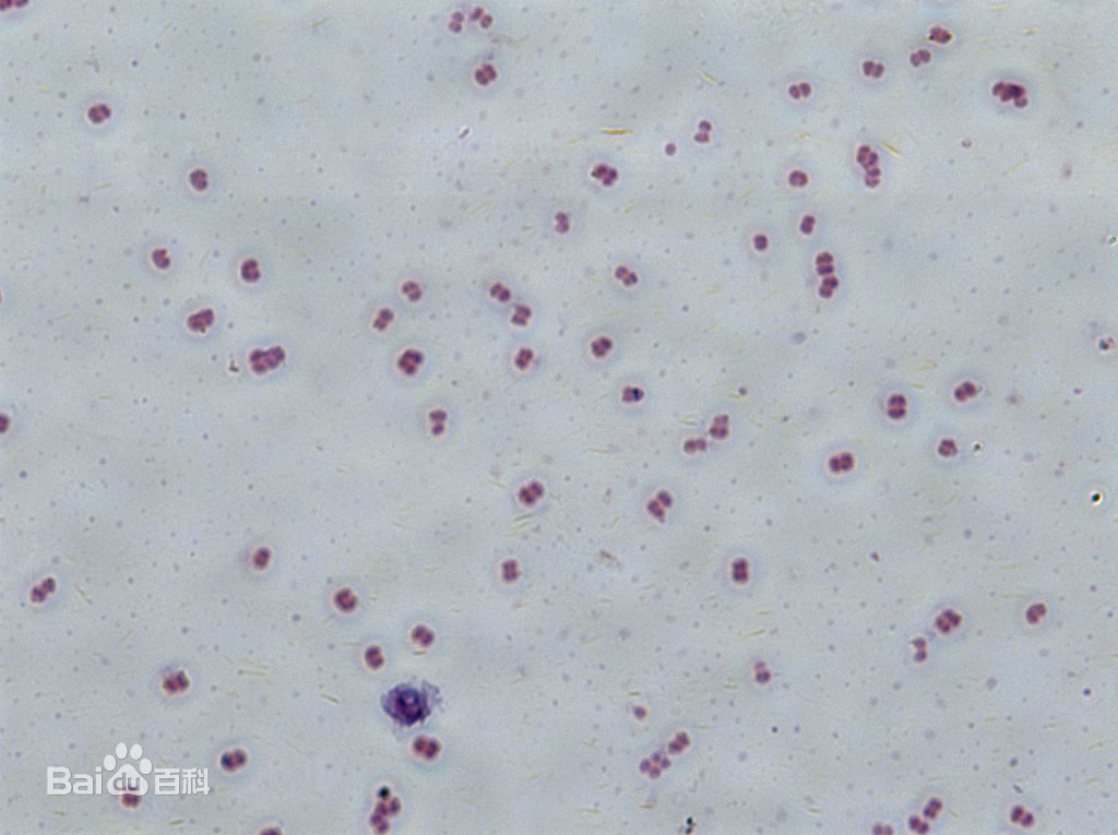 智立中特  藤黄微球菌的培养说明及生化反应！