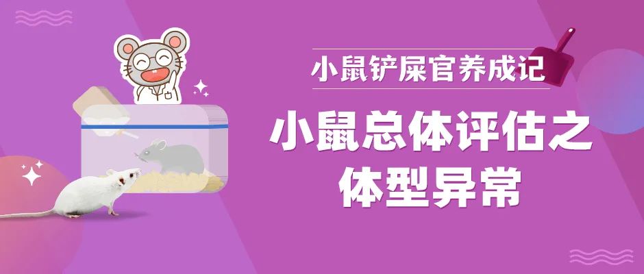 夏天到了，小鼠也会变瘦吗？