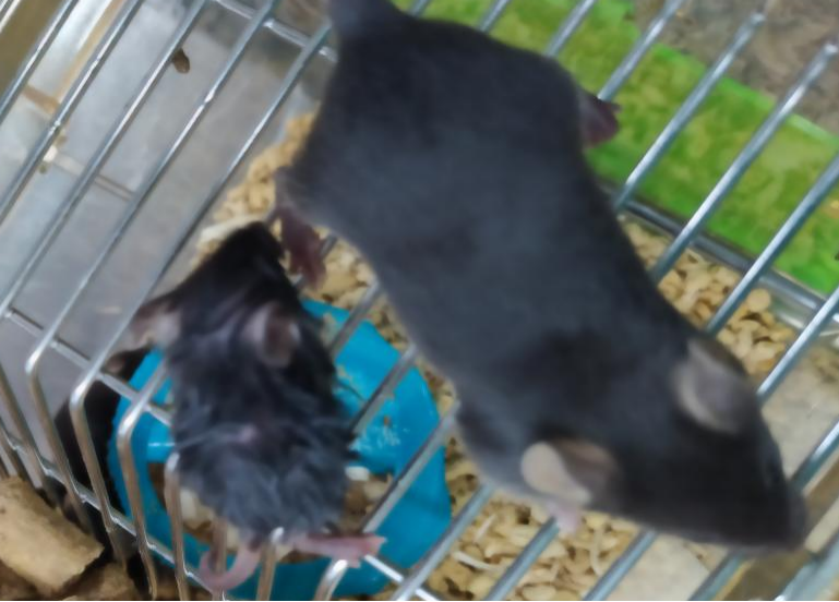 夏天到了，小鼠也会变瘦吗？