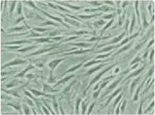 细胞培养基本知识