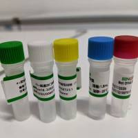 200603天净沙荧光及可视化 RT-LAMP 扩增试剂盒