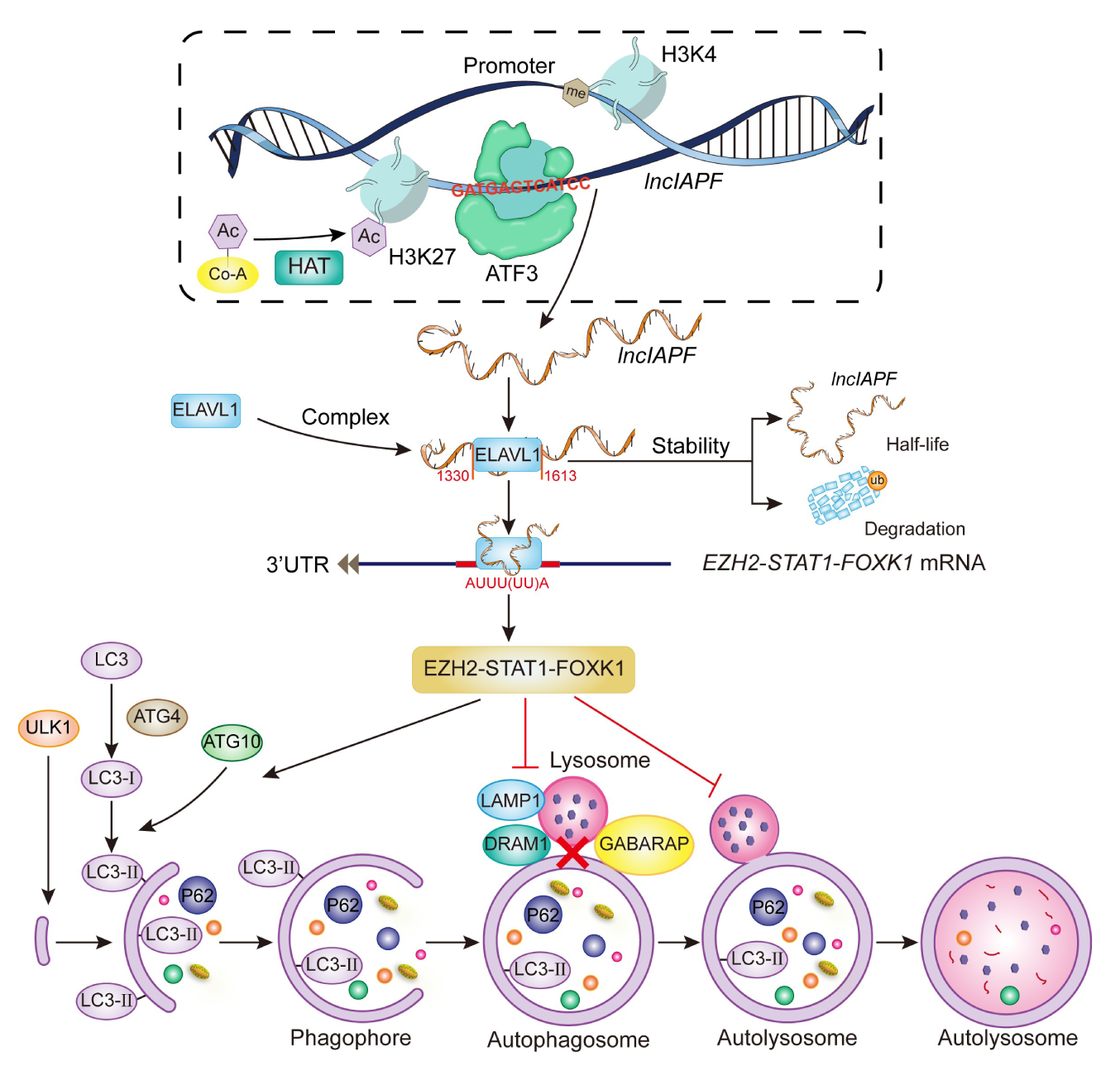 lncRNA新研究进展盘点（20220429）