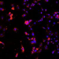 小鼠肾小球内皮细胞