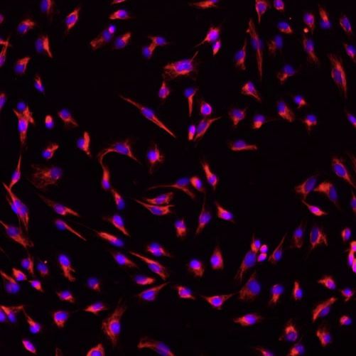 小鼠肾成纤维细胞