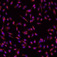 小鼠肾成纤维细胞