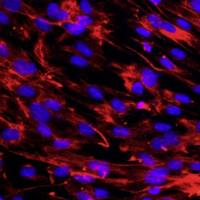 小鼠胚胎成纤维细胞