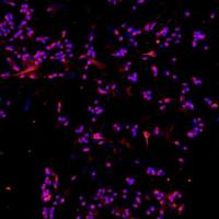 小鼠视网膜神经节细胞