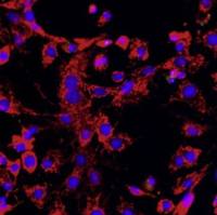 小鼠胸腺上皮细胞