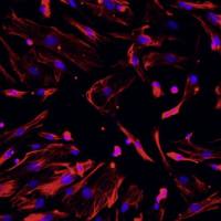 小鼠真皮成纤维细胞