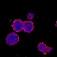 小鼠神经干细胞