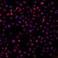 小鼠骨髓来源内皮祖细胞