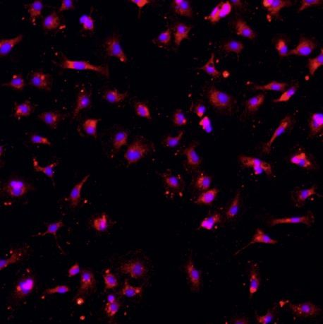 小鼠神经小胶质细胞