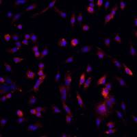 小鼠骨髓间充质干细胞