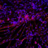 小鼠皮层神经元细胞