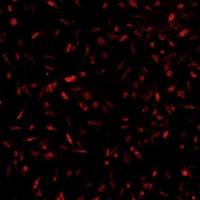 小鼠脂肪干细胞