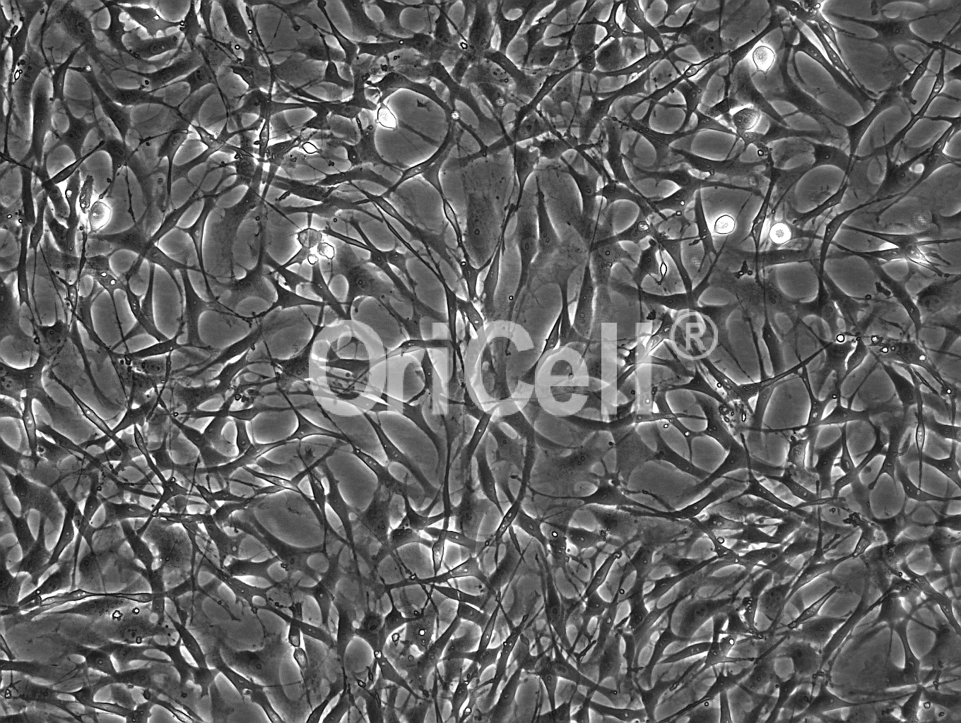 【实操经验篇】鼠源脂肪间充质干细胞的分离培养