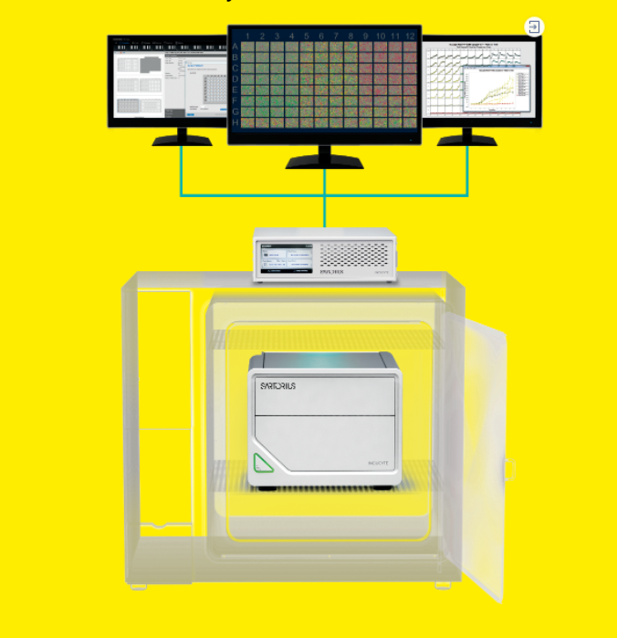 居家办公也不耽误的类器官培养