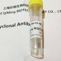CD32分子(CD32)重组蛋白,大鼠