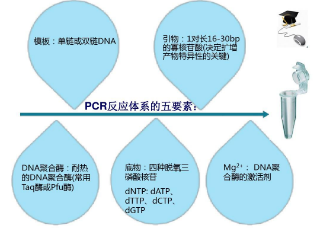 讲解 PCR 反应原理与要素