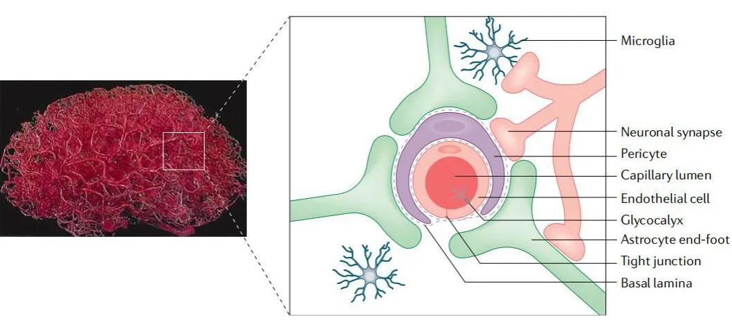【新品AAV-B10】 AAV在跨血脑屏障中的应用