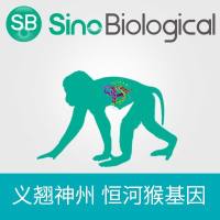 恒河猴 IL22 表达质粒
