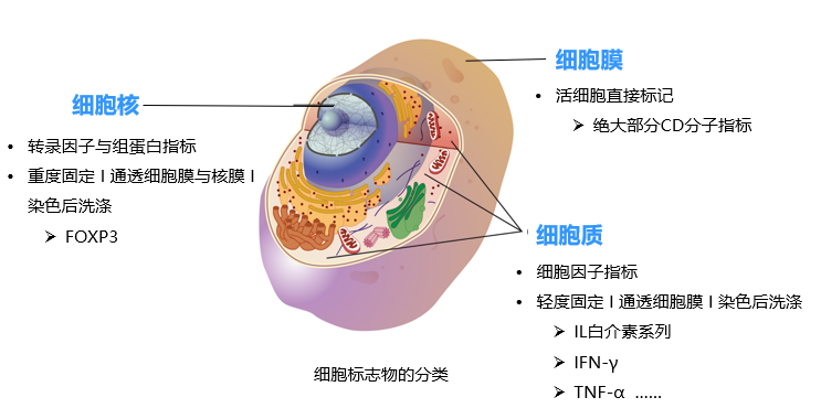 流式实验如何配色