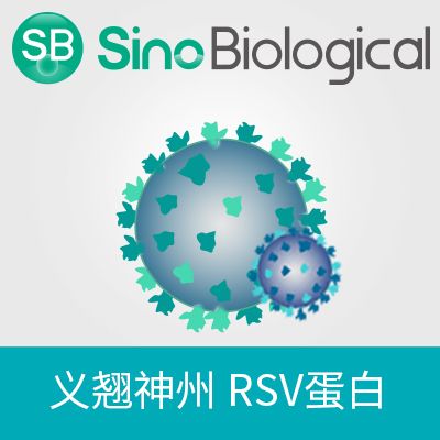 重组人类呼吸道合胞病毒 (RSV) (B, strain 18537) Glycoprotein G 蛋白 (His标签)