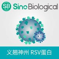 重组人类呼吸道合胞病毒 (RSV) (strain A2, strain Long) NP 蛋白 (His标签)