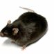 非酒精性脂肪肝NASH小鼠模型