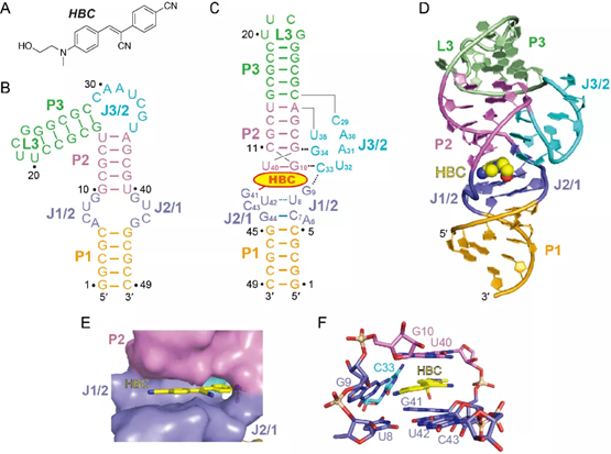 新型 RNA 荧光适配体 Pepper 的识别机制取得突破性进展