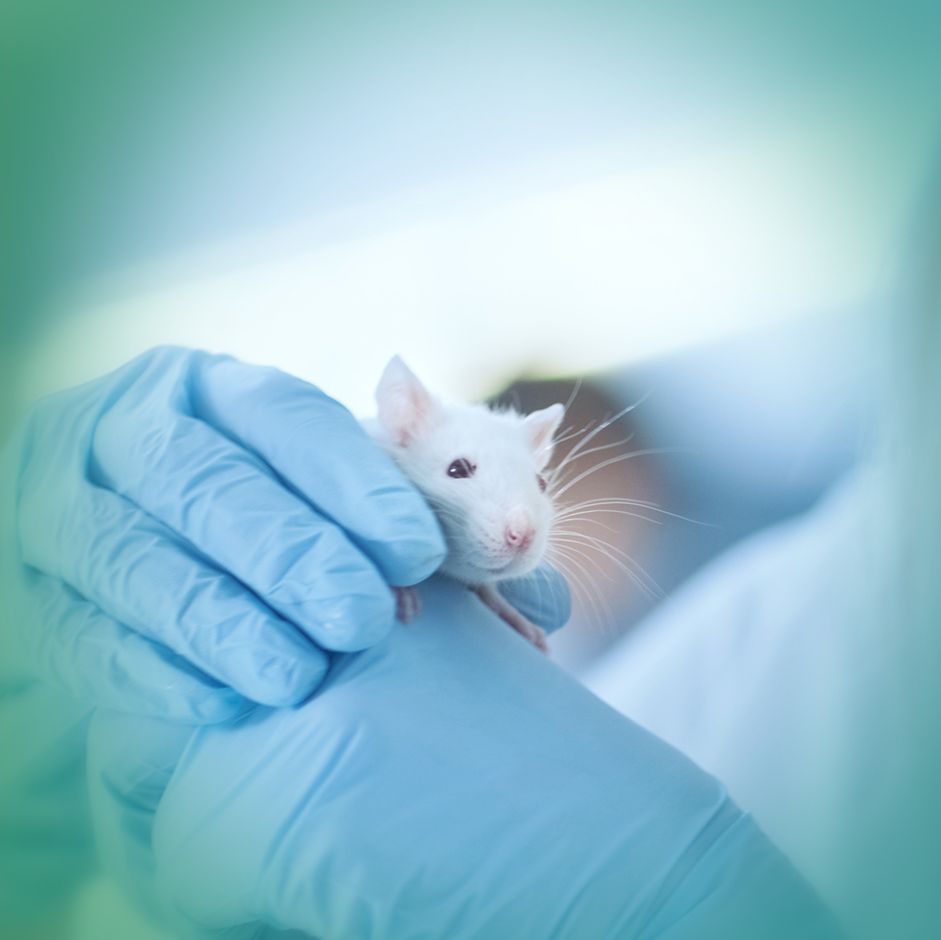 动物实验、动物造模（大鼠、小鼠、兔等）