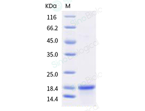 细胞因子白介素IL18 / IL-18人源重组蛋白