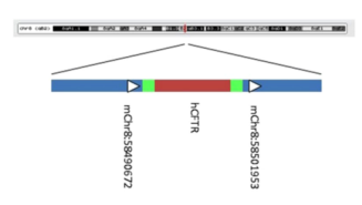 【每周一鼠】让爱相隔六英尺的CFTR基因（罕见病囊性纤维化致病基因）