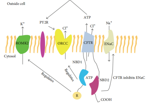 【每周一鼠】让爱相隔六英尺的CFTR基因（罕见病囊性纤维化致病基因）