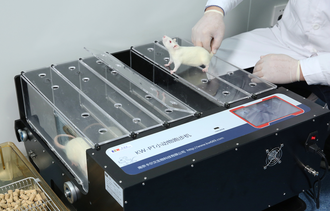 动物膝关节模型构建