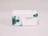 大鼠角膜内皮细胞