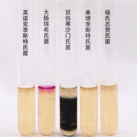 结晶紫中性红胆盐琼脂(VRBA)