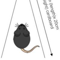 Corner Test转角试验