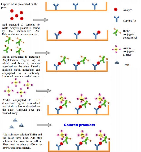 ELISA双抗夹心法检测过程