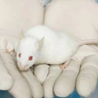 裸鼠模型构建 动物造模 动物模型 动物实验 人源化肿瘤