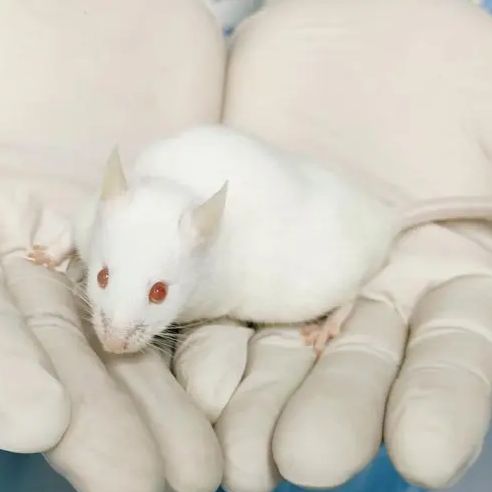 肿瘤动物模型 人源化小鼠 HSC 模型
