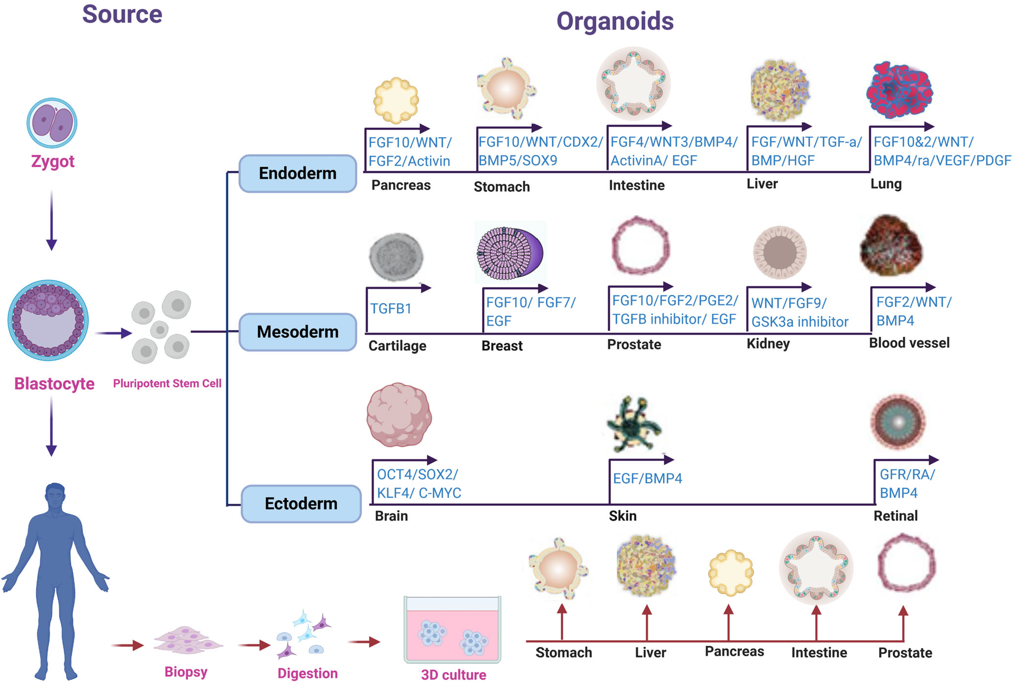 用于类器官培养的细胞因子