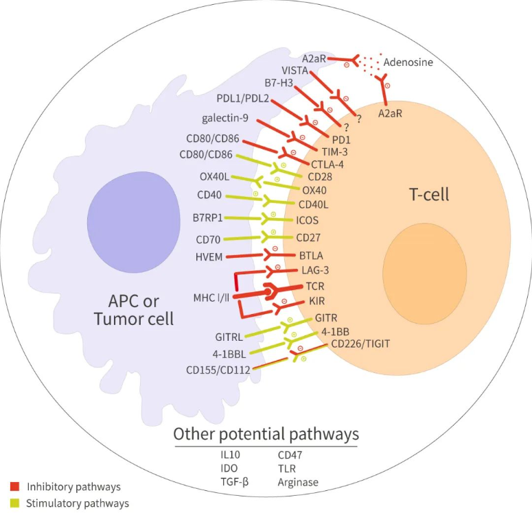 重组蛋白:免疫检查点蛋白Immune Checkpoint Proteins