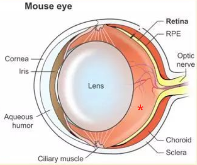 小鼠玻璃体注射