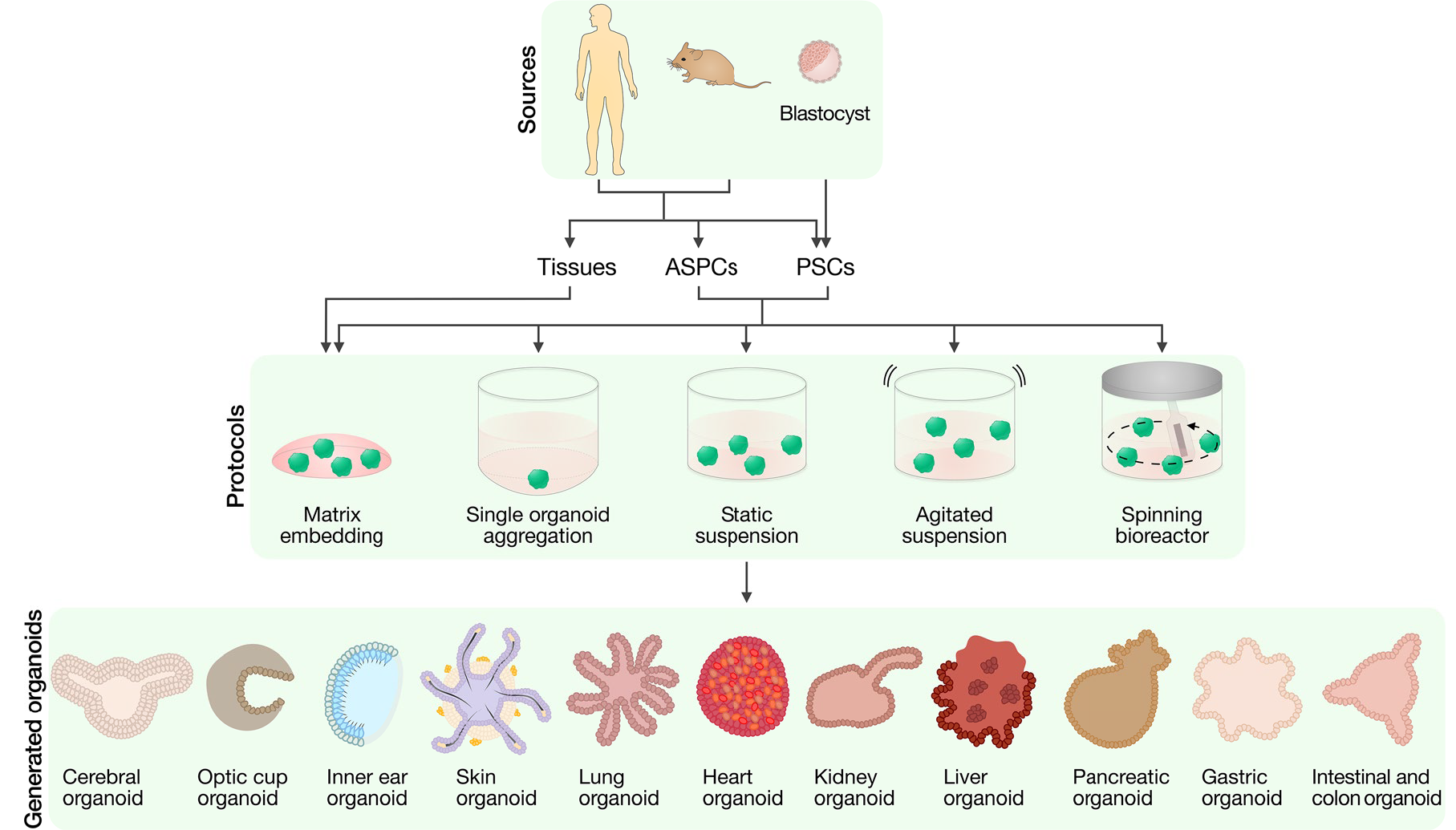 用于类器官培养的细胞因子