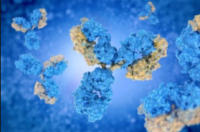 白细胞介素18结合蛋白抗体