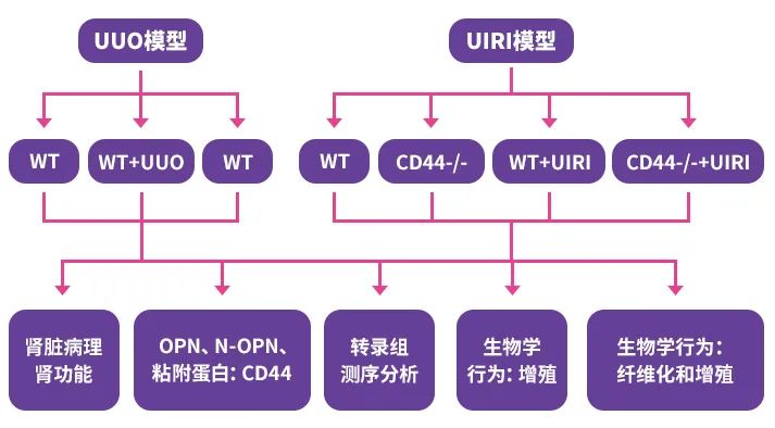 南方医科大学周丽丽团队揭示肾纤维化新机制